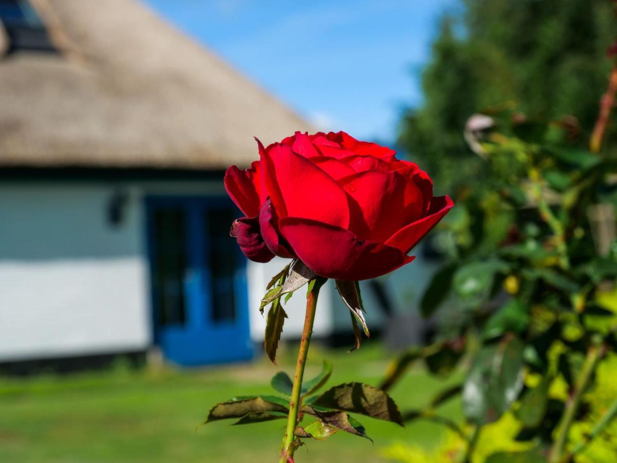Bed & Breakfast De Oude Skuur Tuinkamer Ooi *